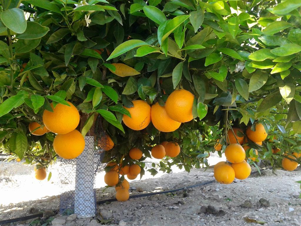 אוריהואלה Sol Beach 24 מראה חיצוני תמונה